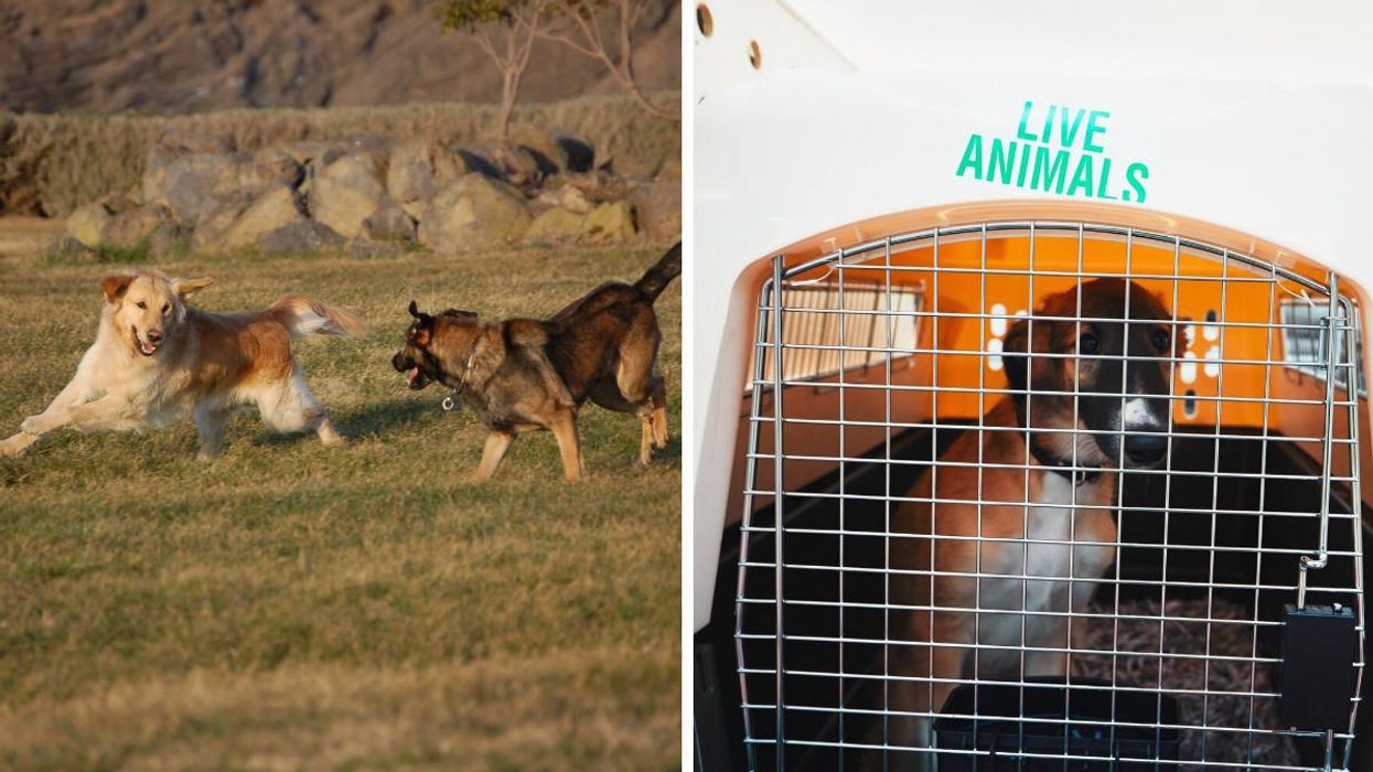 Two dogs playing in a field. Right: A dog in a travel crate.