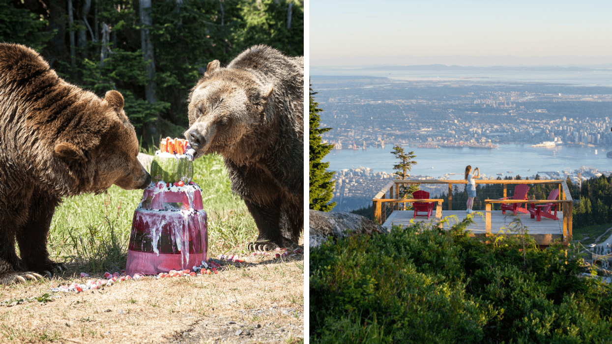 Two grizzly bears eat a cake made of fruit. Right: A person take a photo of Vancouver from the top of Grouse Mountain.