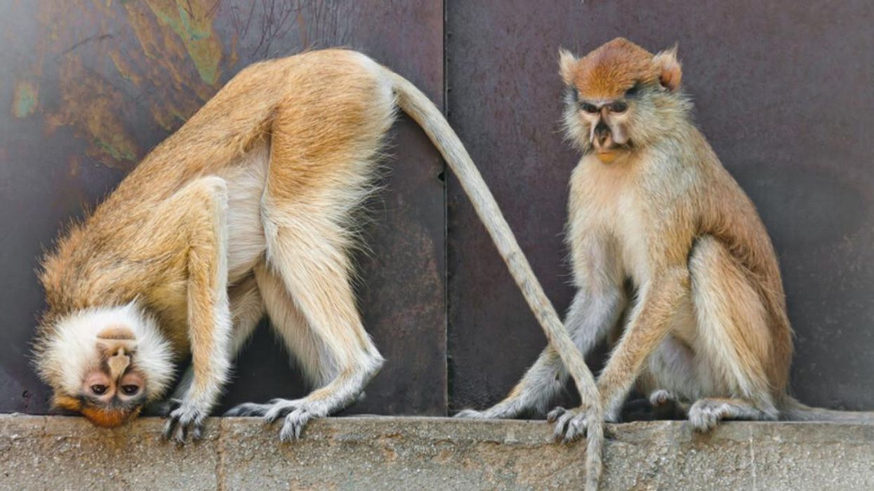 Two monkeys stand on a concrete ledge, one sitting, the second upside down. 