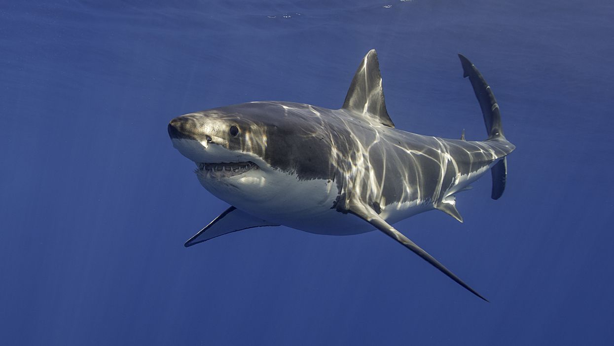 Two North Carolina Great White Sharks Swimming Near Coast Right Now Are Massive