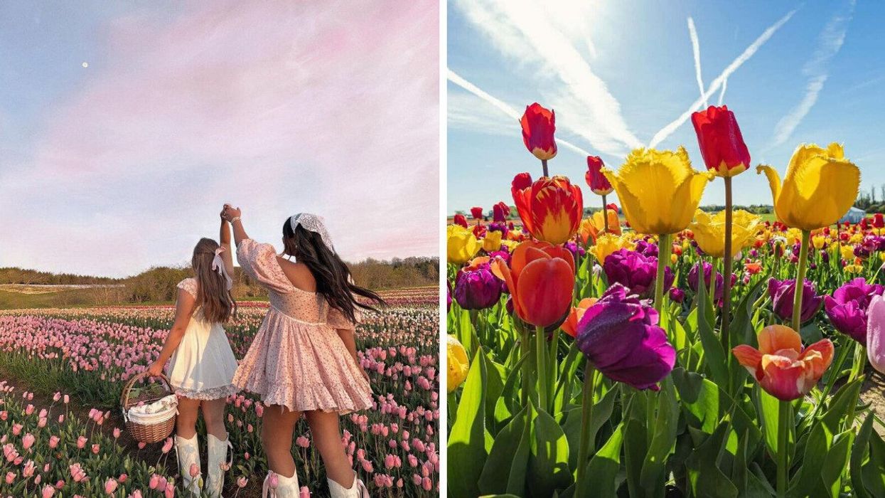 Two people in a tulip field. Right: Colourful tulips.