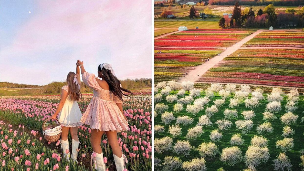 Two people in a tulip field. Right: Tasc tulip farm.