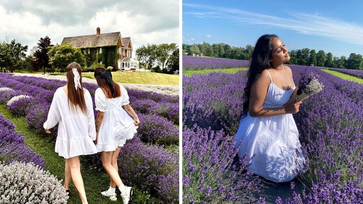 Two people walking through a lavender field. Right: A person sitting in lavender blooms.