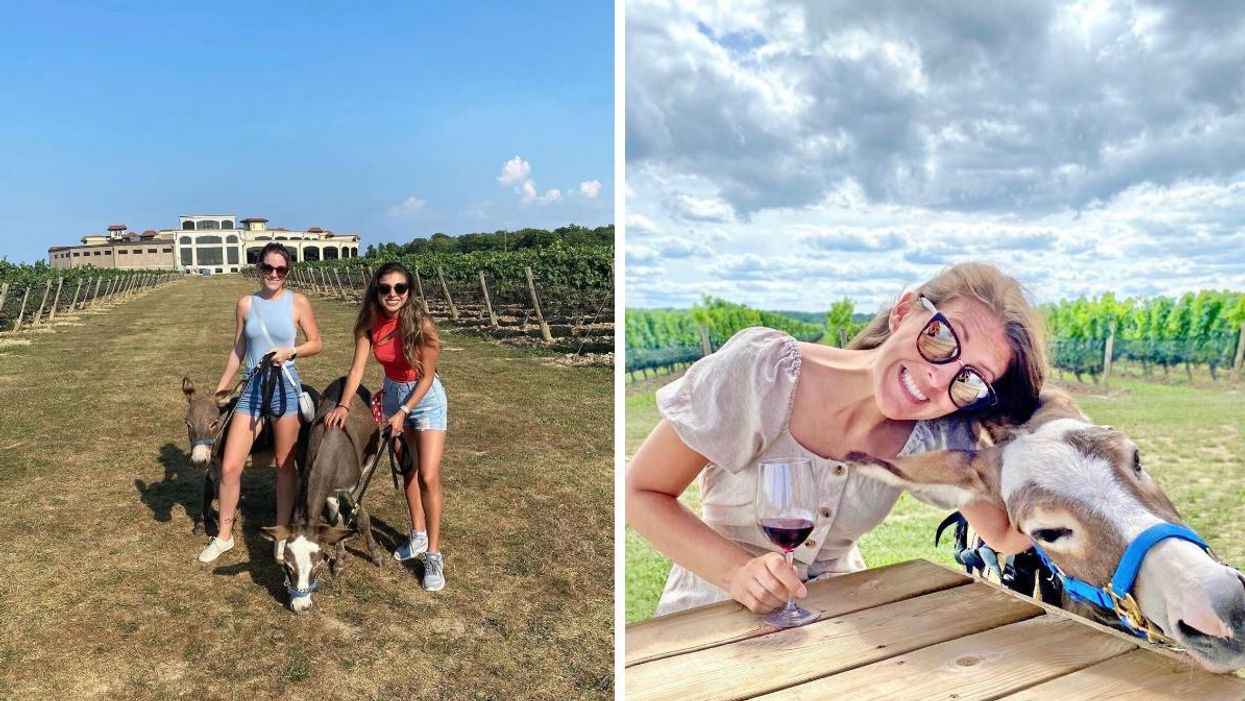 Two women in a vineyard with donkeys. Right: A woman holding wine sitting with a donkey.