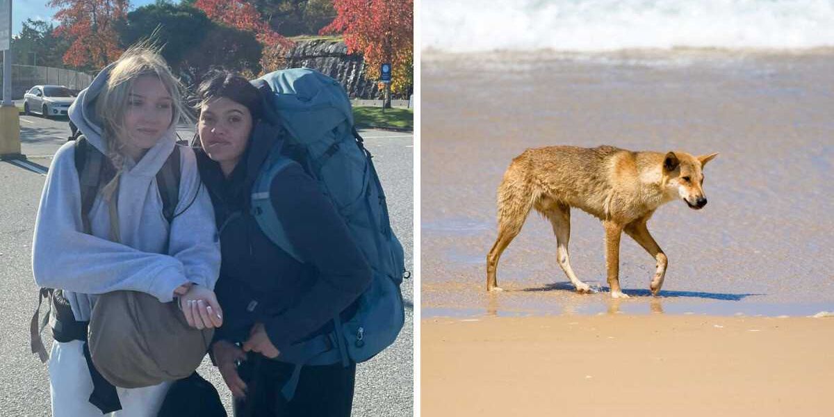 Canadian teen who died in Australia was forced into the water by dingoes Canadian teen who died in Australia was forced into the water by dingoes