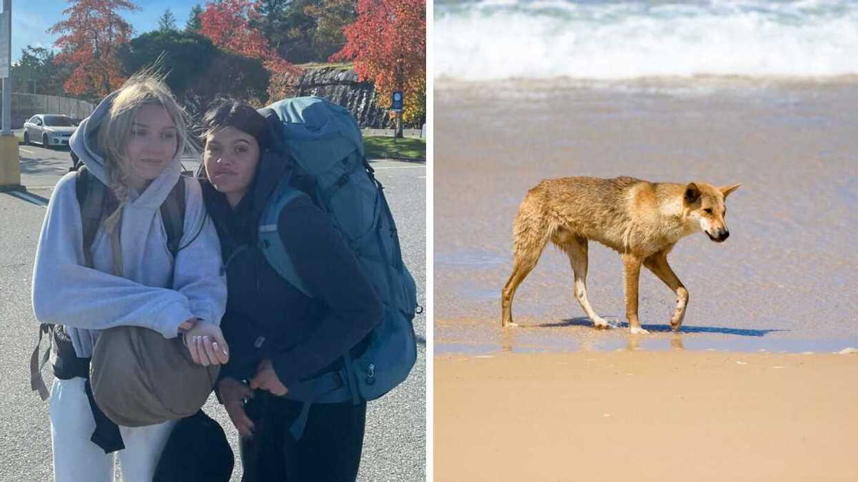 Two young women with luggage. Right: wild dingo on a beach.
