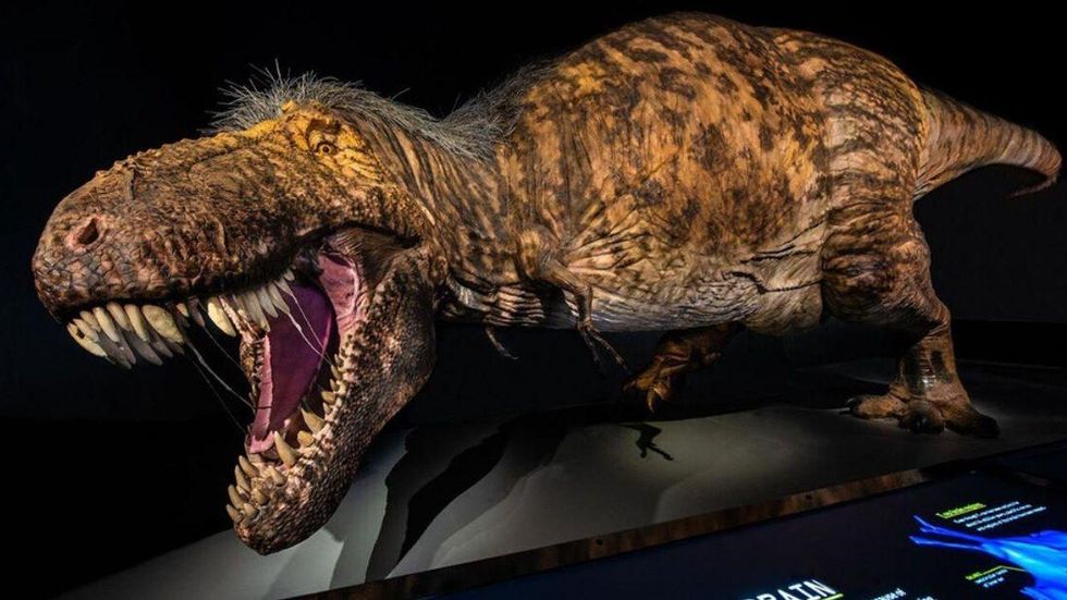 Tyrannosaurs rex display.