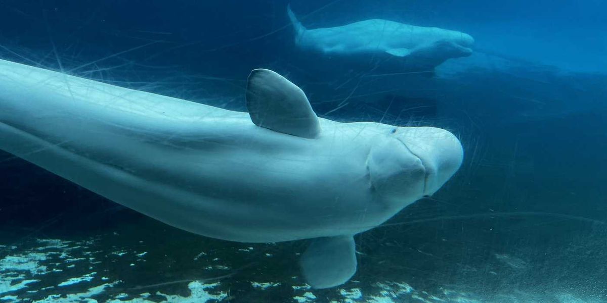 U.S. approves ’emergency rescue’ plan to import Marineland’s whales and dolphins U.S. approves ’emergency rescue’ plan to import Marineland’s whales and dolphins