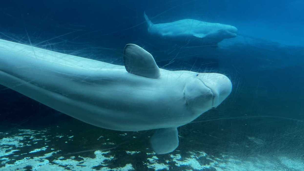 U.S. approves plan to import Marineland's whales