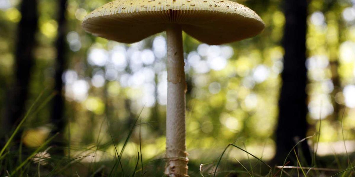 U.S. slaps duties on fresh Canadian mushrooms over subsidy claims U.S. slaps duties on fresh Canadian mushrooms over subsidy claims