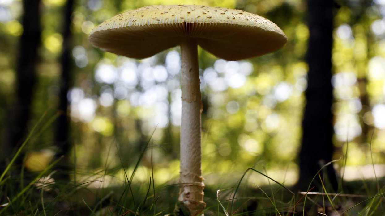 U.S. targets Canadian fresh mushrooms with tariffs