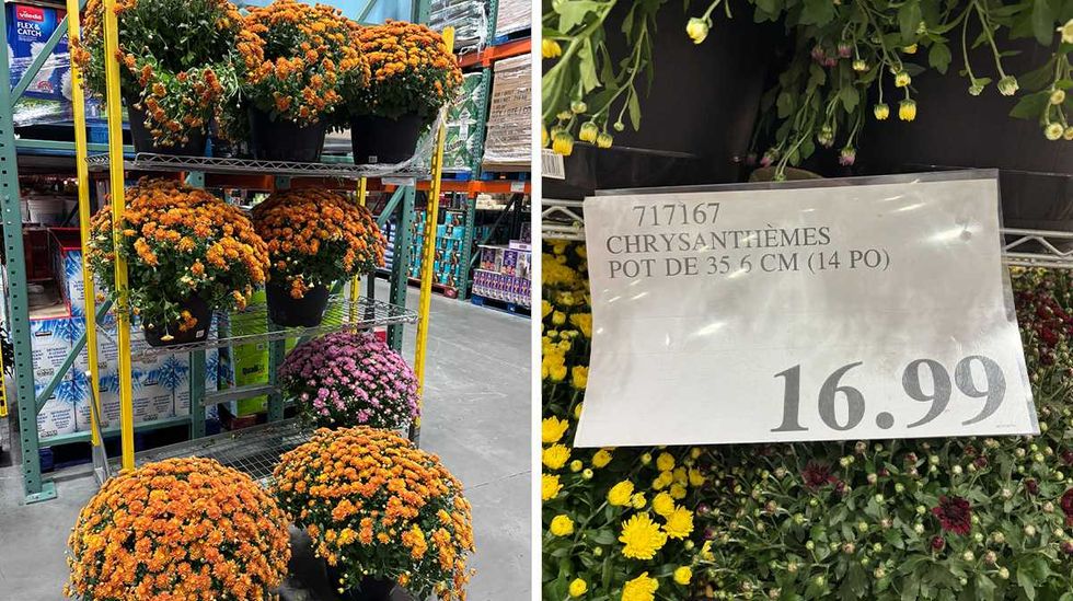 \u00c9tag\u00e8re avec pots de chrysanth\u00e8mes color\u00e9es. Droite : Affiche de prix Costco pour les pots de chrysanth\u00e8mes.