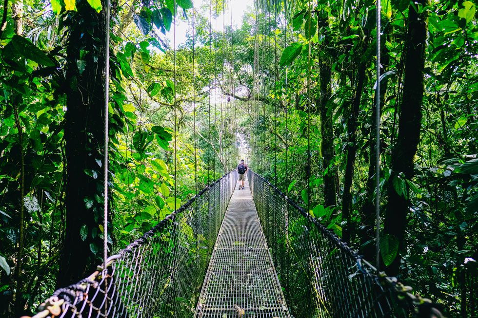\u200bA bridge in a jungle in Costa Rica.