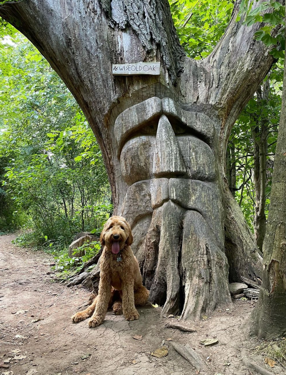 \u200bA dog by the Wise Old Oak tree.