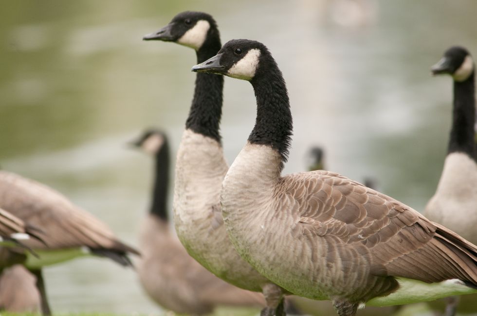 \u200bCanada geese.