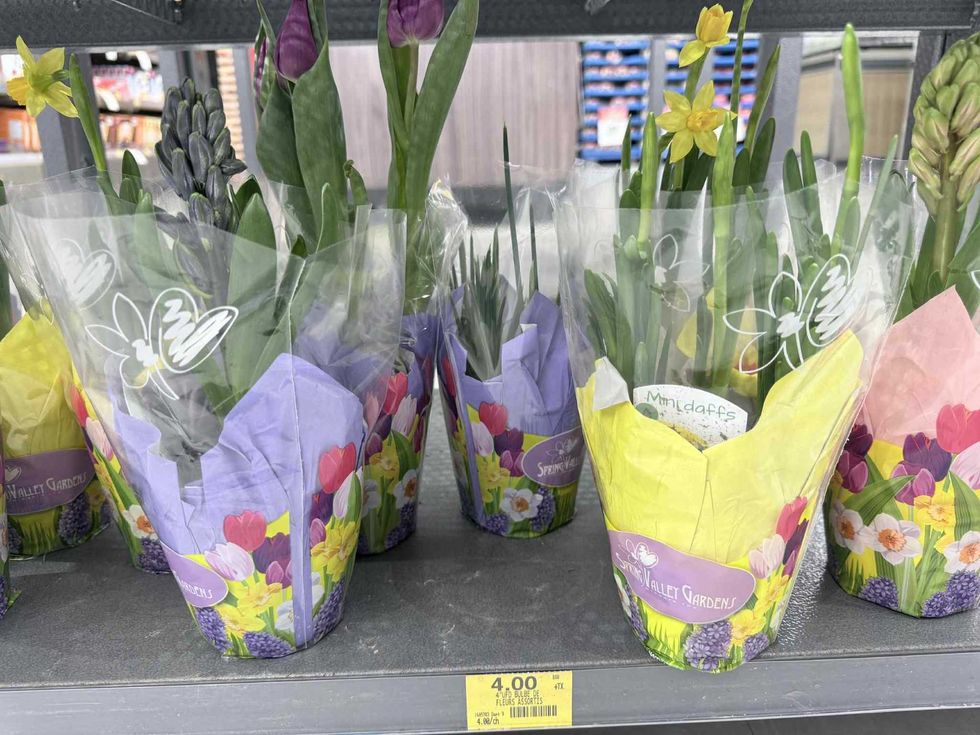 \u200bFleurs en pot en vente au Tigre G\u00e9ant pour 4 $.