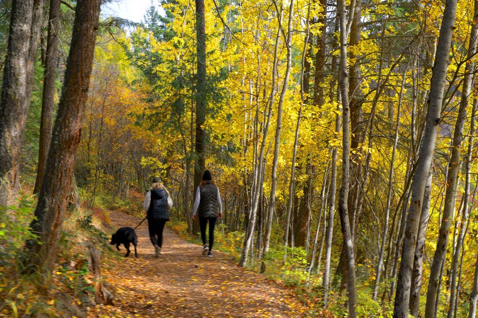\u200bTwo people and a dog walk a trail during fall.