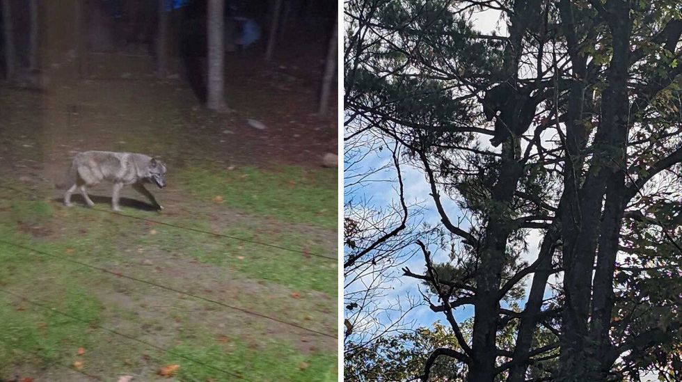 \u200bUn loup et un ours lors d'un s\u00e9jour au Parc Om\u00e9ga.