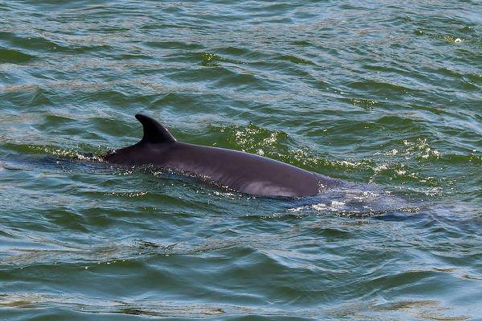 \u200bUn rorqual dans le fleuve Saint-Laurent \u00e0 Montr\u00e9al.