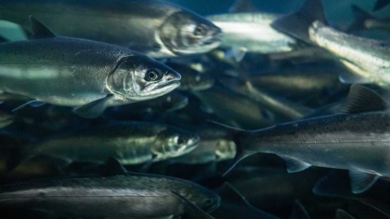 UBC aquatic researchers awarded $1M each