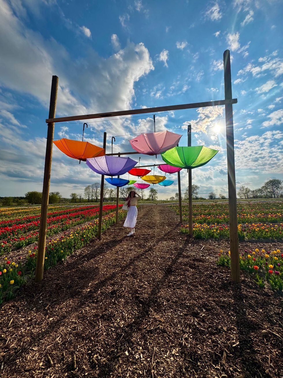 Umbrella canopy in the tulip field.