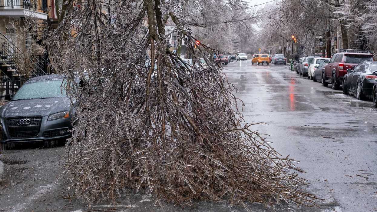 Un arbre gelé en pleine rue.