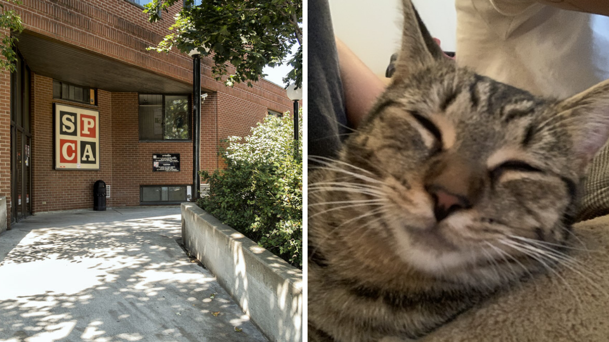 Un bureau de la SPCA. Droite : Un chat.