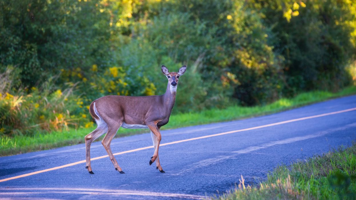Un cerf de Virginie.