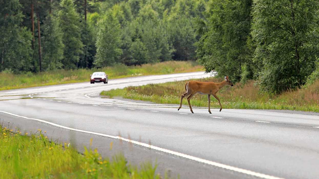 Un cerf qui traverse une route.