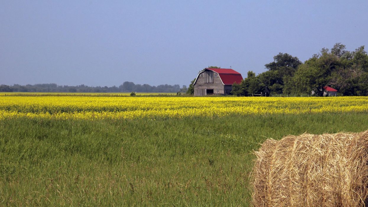 Un champ du Manitoba avec une cabane en fond.