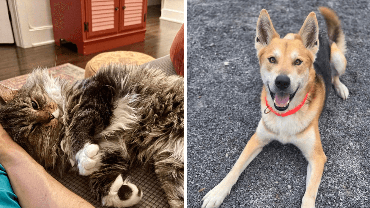 Un chat brun à poil long se repose confortablement sur un canapé, tandis qu’un jeune chien beige et noir portant un collier rouge est couché au sol, souriant devant la caméra. Les deux animaux sont disponibles à l’adoption chez Proanima.