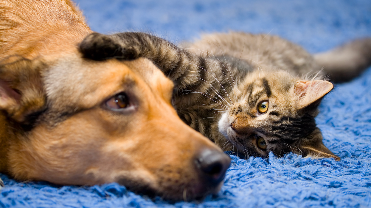 Un chat couché sur un tapis bleu met sa patte sur la tête d'un chien.