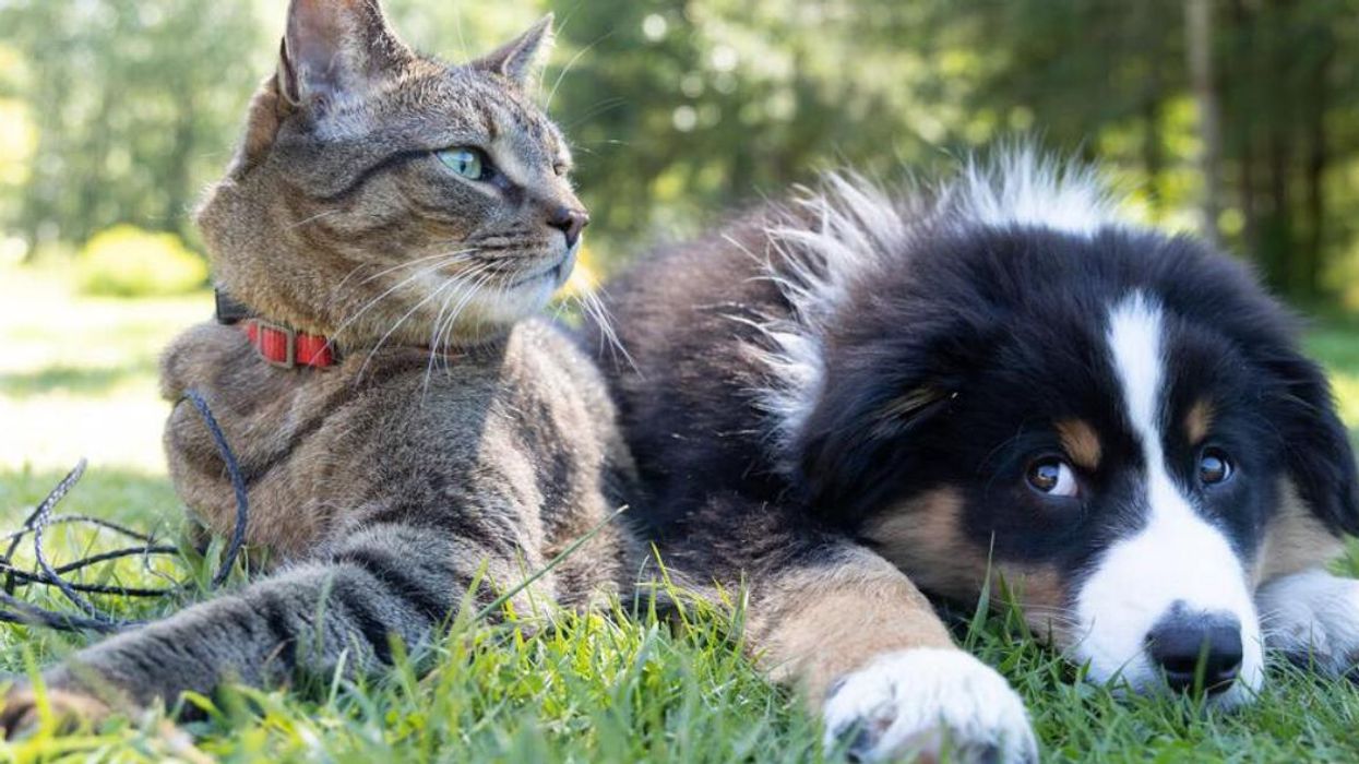 Un chat et un chien côte à côte dans l'herbe.