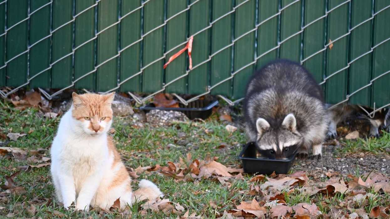 Un chat et un raton laveur.