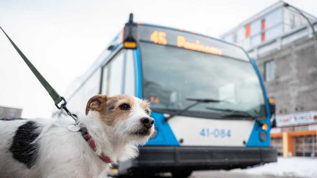 Un chien devant un autobus de la STM à Montréal.