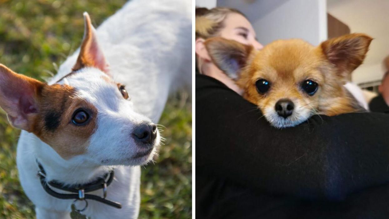 Un chien. Droite : Une femme tient un chien dans ses bras.