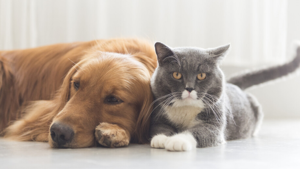 Un chien et un chat.