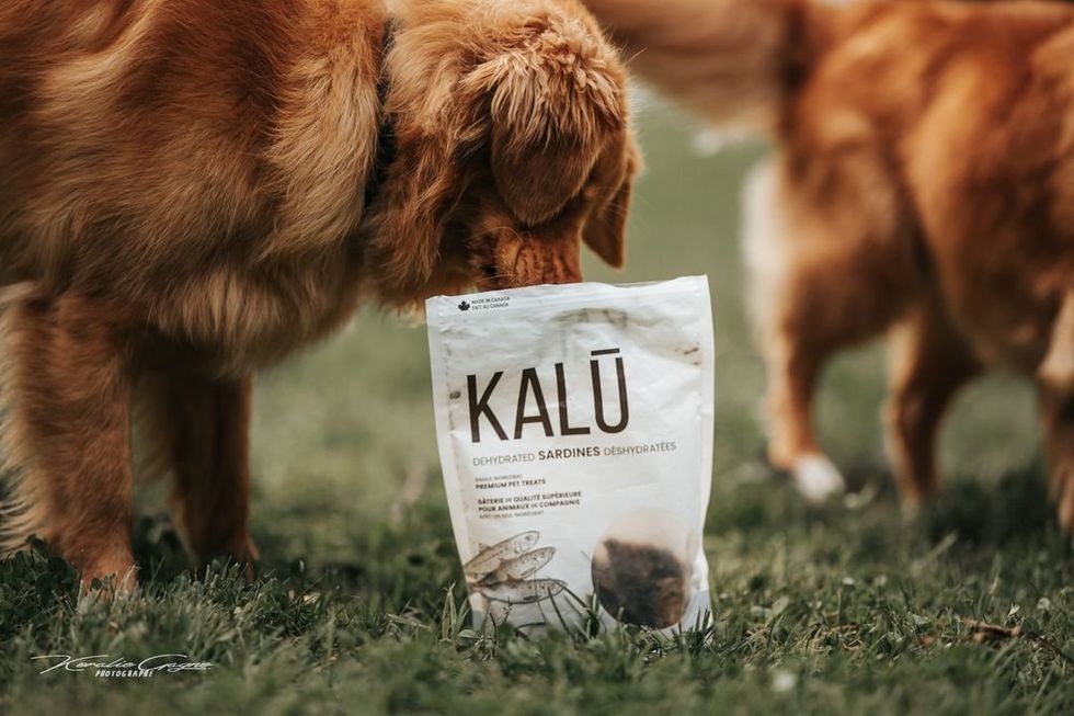 Un chien renifle un sac de g\u00e2teries pour chiens KAL\u016a.