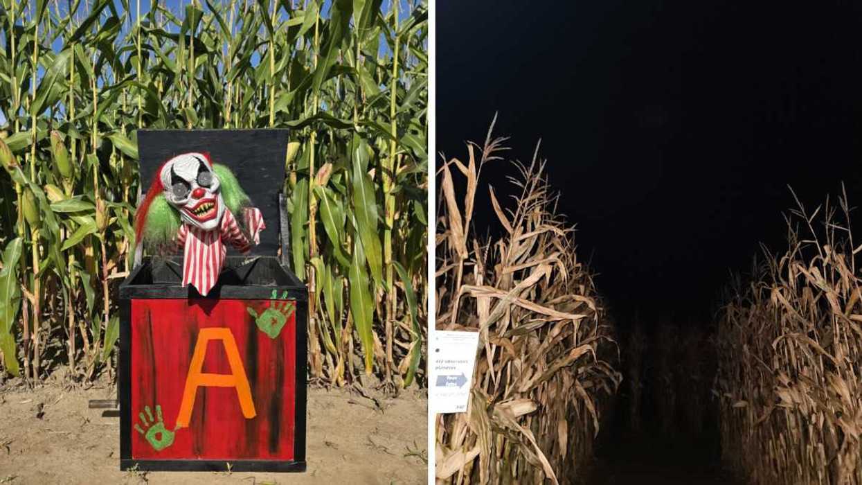 Un clown dans le labyrinthe de maïs de nuit à la Ferme Guy Rivest, dans Lanaudière. Droite : Le labyrinthe, à la tombée de la nuit.
