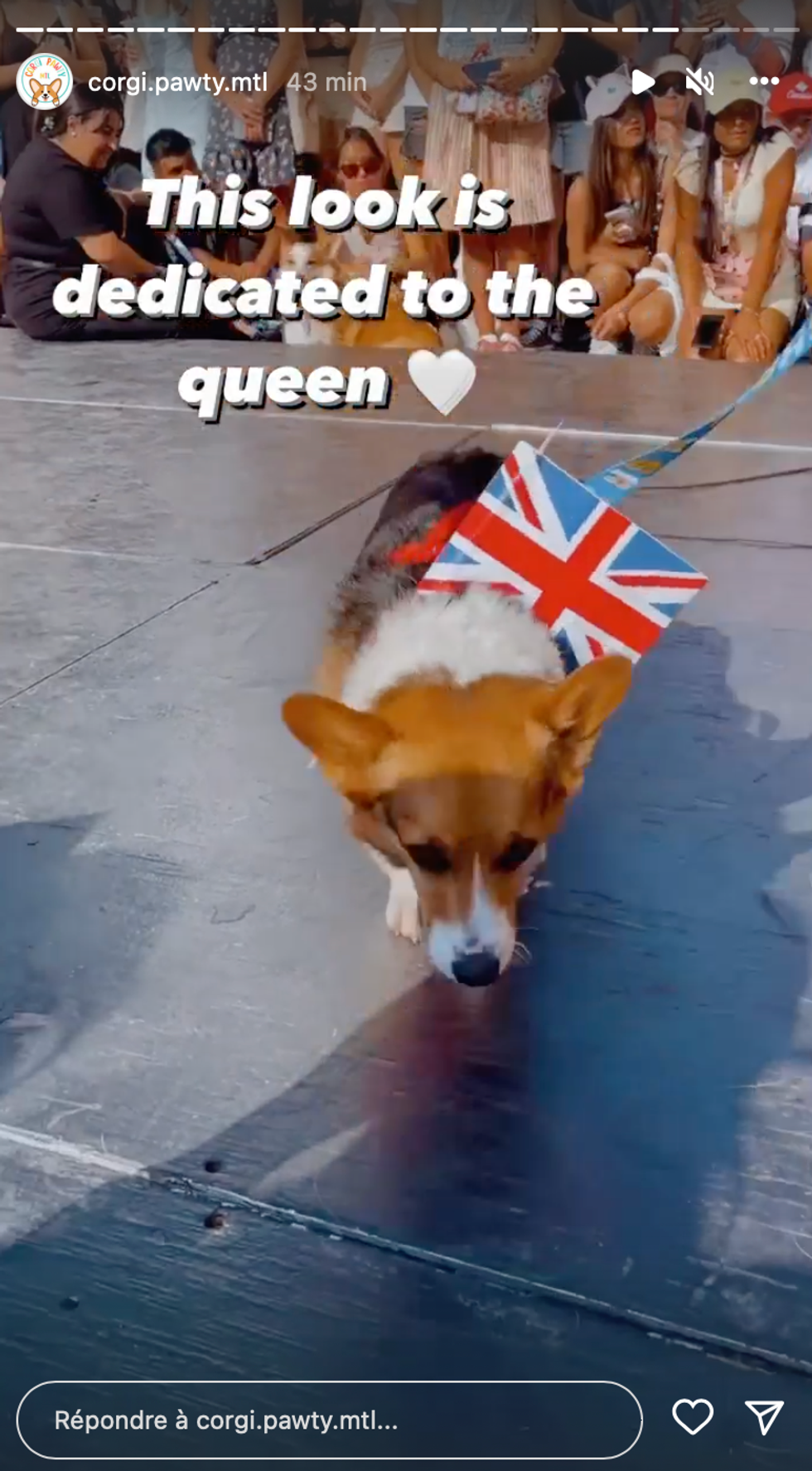 Un corgi faisant honneur \u00e0 la reine.
