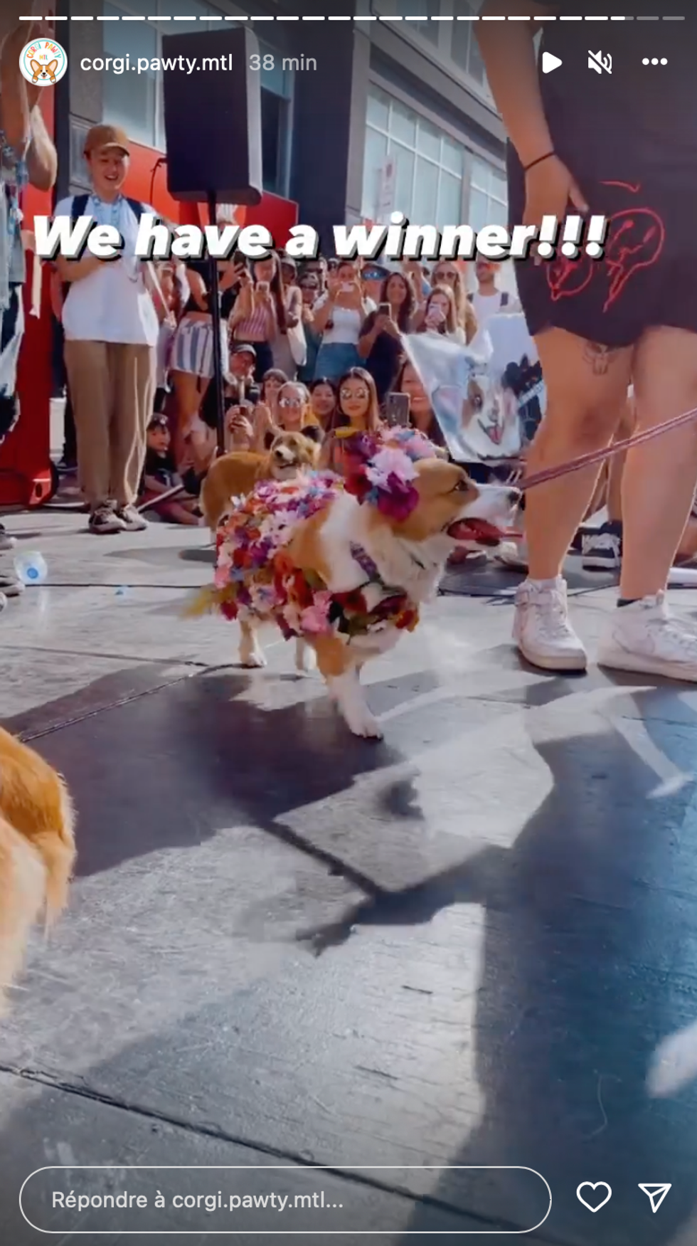 Un corgi recouvert de fleurs.
