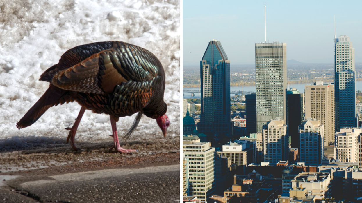 Un dindon aperçu à Oka. Droite : Vue de Montréal.