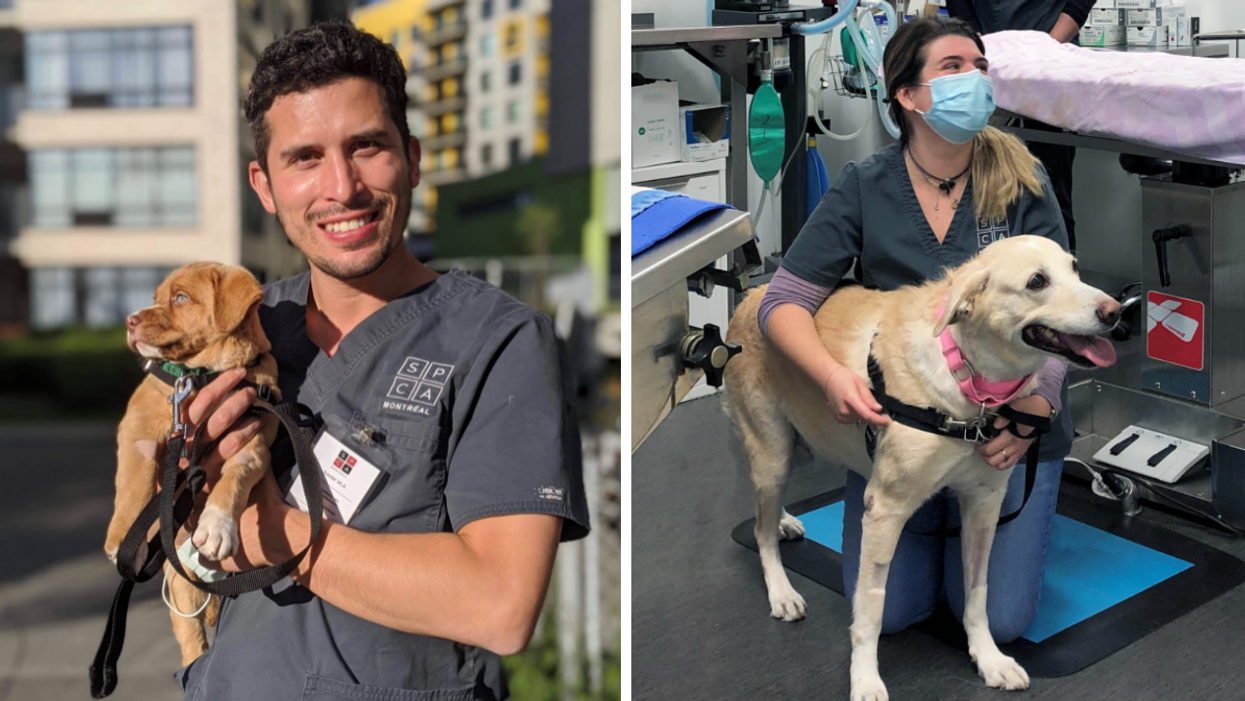 Un employé de la SPCA Montréal portant un chiot. Droite : Une employée agenouillée tient le harnais d'un gros chien beige.