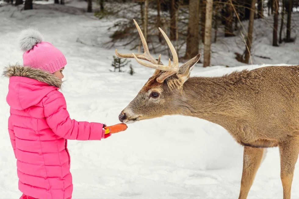 Un enfant portant un parka rose donne une carotte \u00e0 un chevreuil.