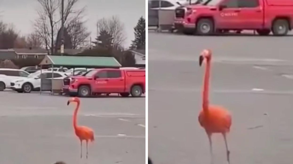 Un flamant rose s'échappe du Zoo de Granby pour aller au Tim Hortons (VIDÉO)