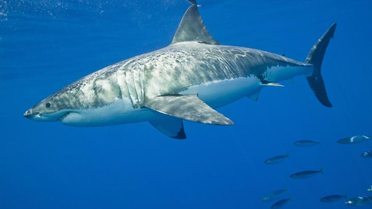 Un grand requin blanc s'approche du golfe du Saint-Laurent