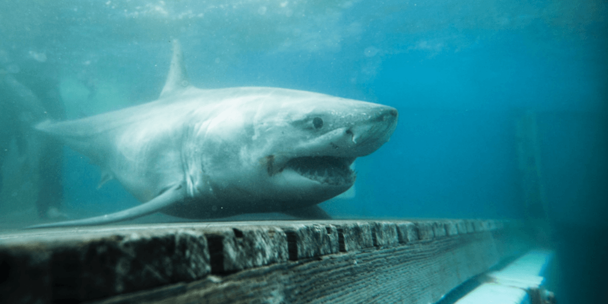 Un grand requin blanc a été aperçu dans les eaux du golfe Saint-Laurent ...