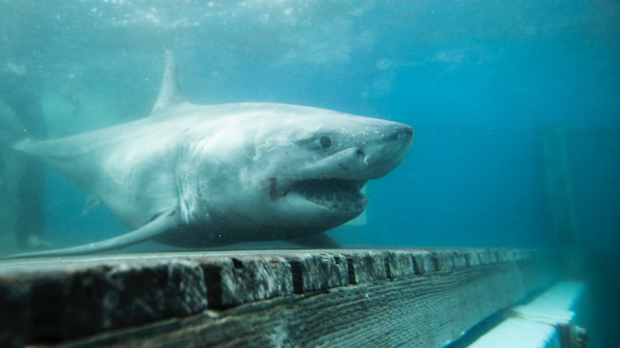 Un grand requin blanc.