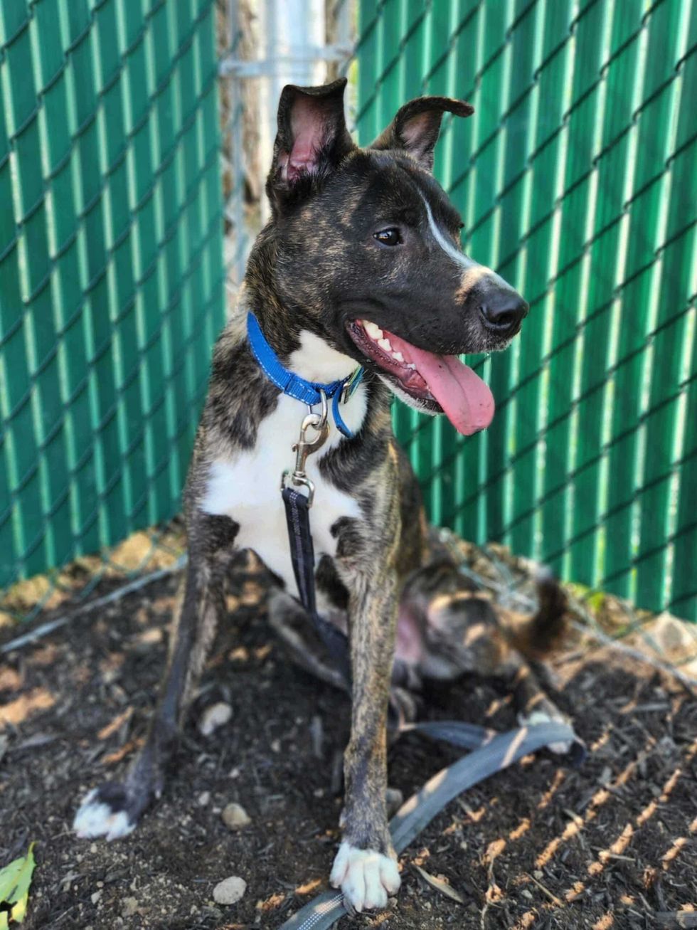 Un jeune chien bring\u00e9 portant un collier bleu est assis devant une cl\u00f4ture verte au refuge Proanima, attendant de trouver une famille adoptive.