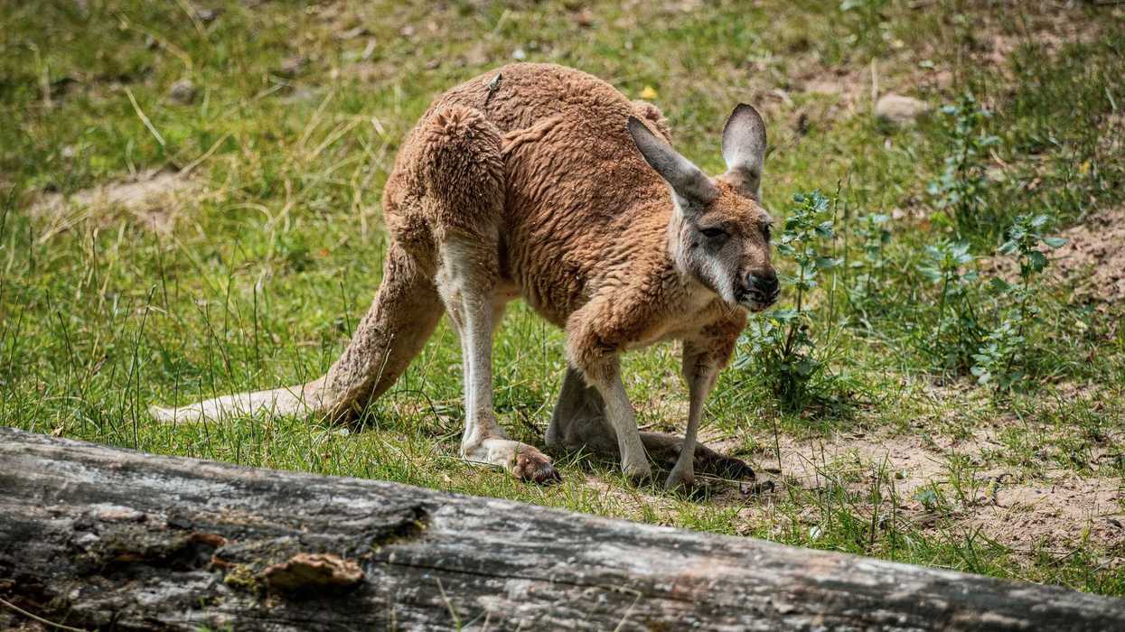 Un kangourou roux.